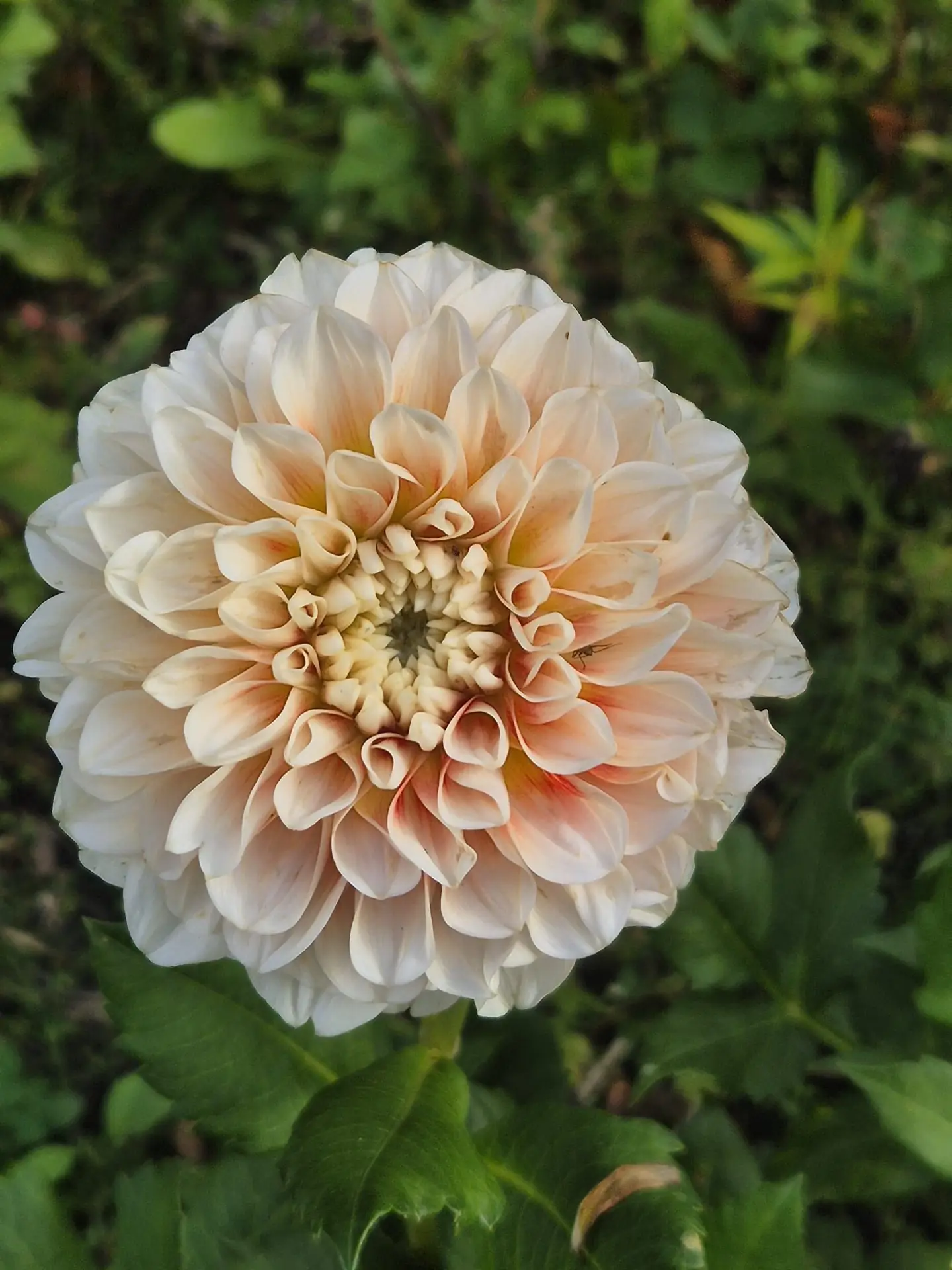 Dahlia in de tuin van de GroeiFabryk